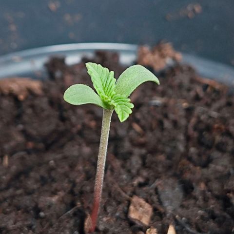 Quick One growlog timeline photo