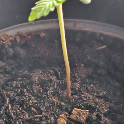 Quick One growlog timeline photo