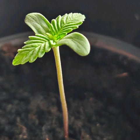 Quick One growlog timeline photo