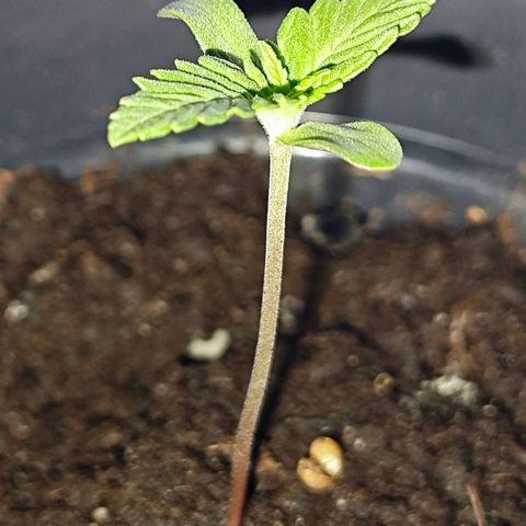 Quick One growlog timeline photo