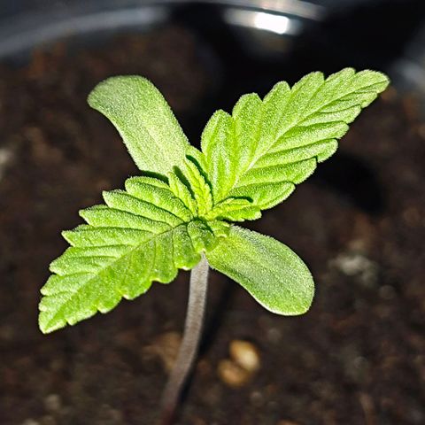 Quick One growlog timeline photo