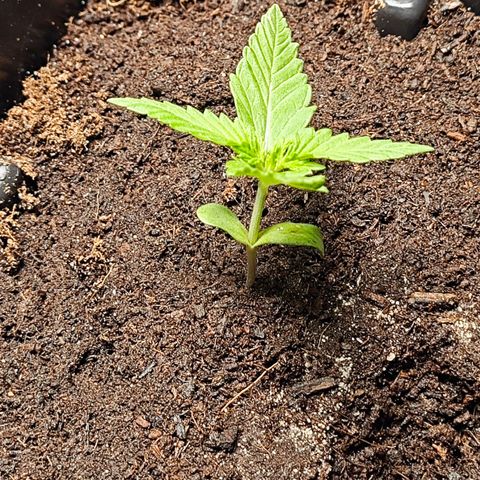 Quick One growlog timeline photo