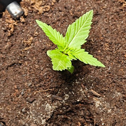 Quick One growlog timeline photo