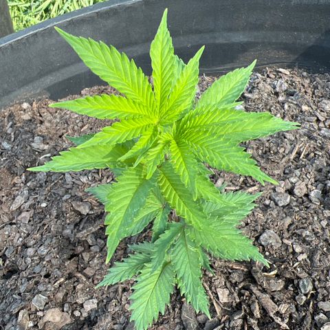 Mulvaney growlog timeline photo