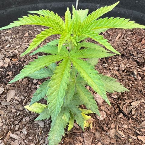 Blue eyes growlog photo: Evening 