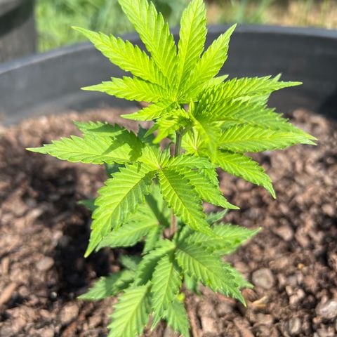Mulvaney growlog photo: Morning 