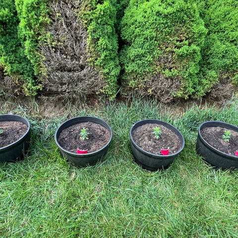 Mulvaney growlog timeline photo