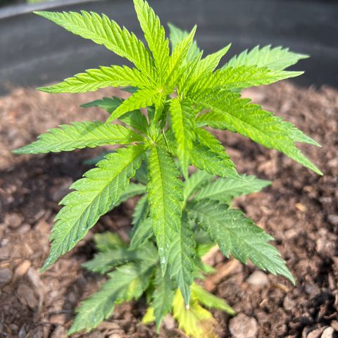 Blue eyes growlog photo: Morning