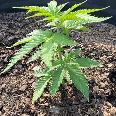 Snoop growlog photo: Evening 