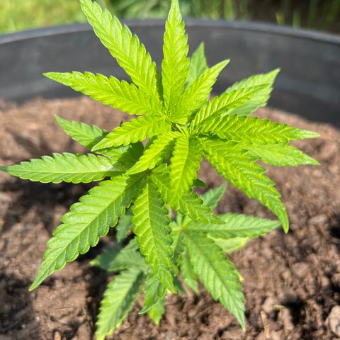 Snoop growlog photo: Morn