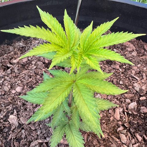 Mulvaney growlog photo: Evening 