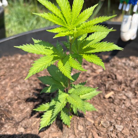 Mulvaney growlog photo: Morn