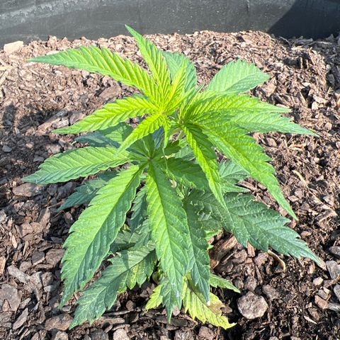 Blue eyes growlog timeline photo