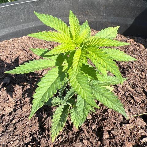 Snoop growlog timeline photo