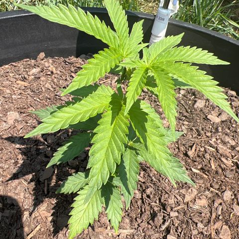 Harambe growlog photo: Morn