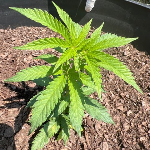 Blue eyes growlog photo: Morn