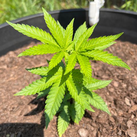 Snoop growlog photo: Morn