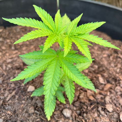 Snoop growlog timeline photo