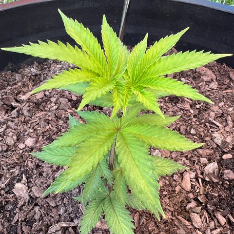 Mulvaney growlog timeline photo