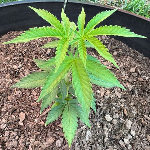 Harambe growlog timeline photo