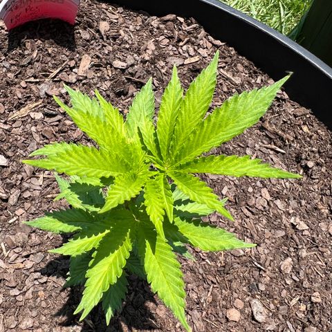 Mulvaney growlog photo: Afternoon