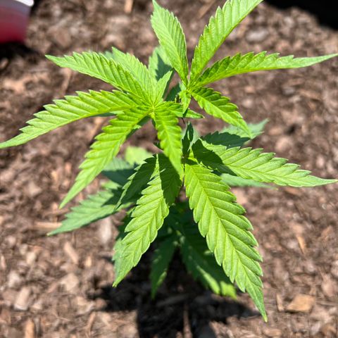 Harambe growlog photo: Afternoon