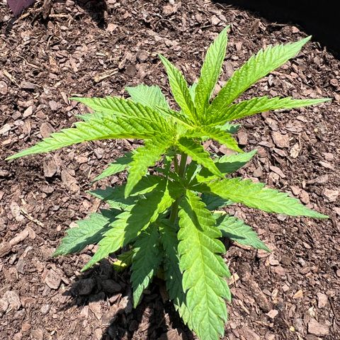 Blue eyes growlog photo: Afternoon