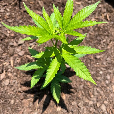 Snoop growlog photo: Afternoon