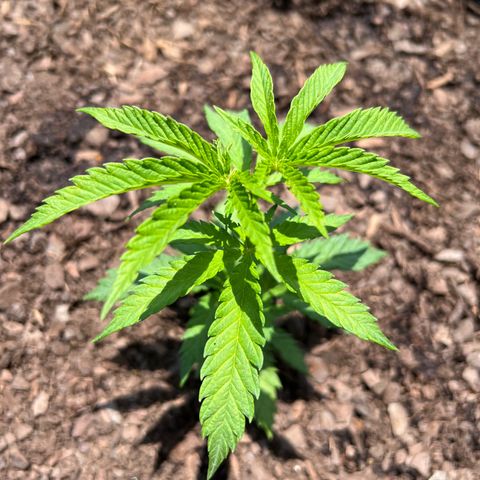 Blue eyes growlog photo: Afternoon