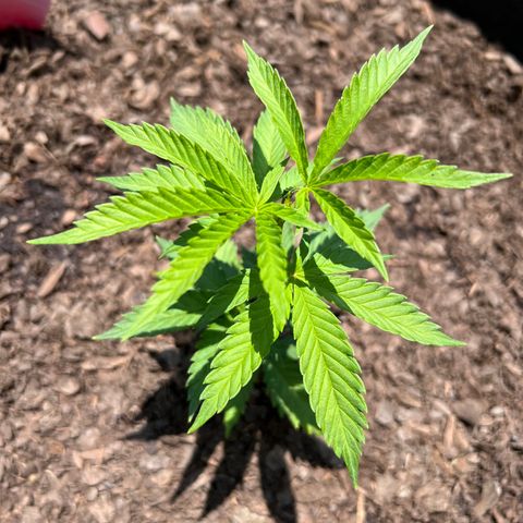 Harambe growlog photo: Afternoon