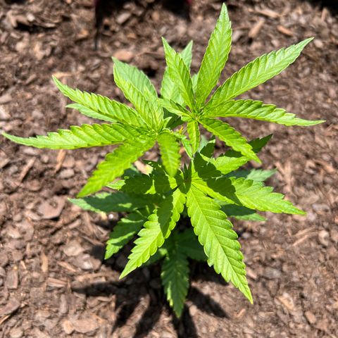 Snoop growlog photo: Afternoon 