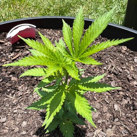 Mulvaney growlog photo: Afternoon
