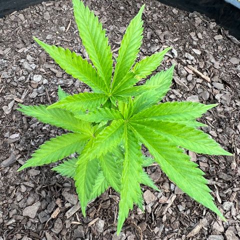Mulvaney growlog timeline photo