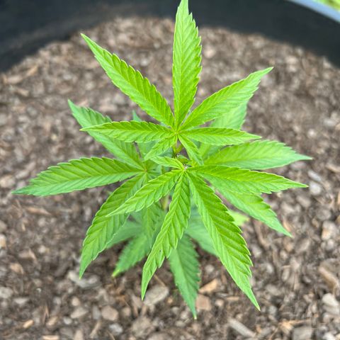 Harambe growlog timeline photo