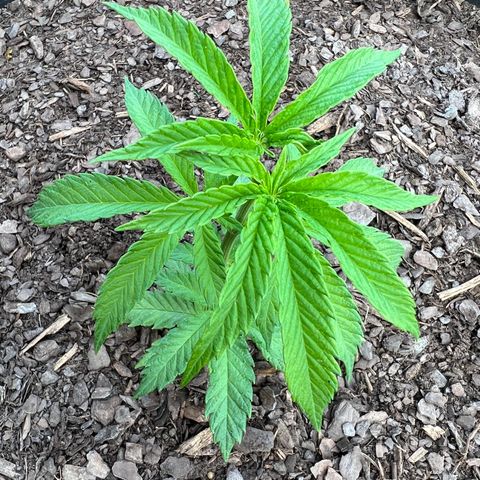 Blue eyes growlog timeline photo