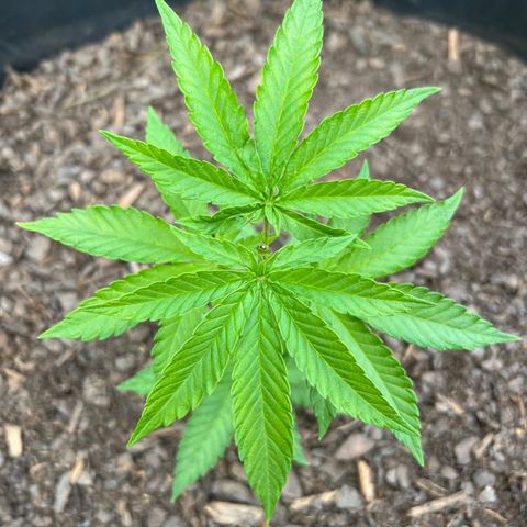 Snoop growlog timeline photo