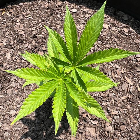 Mulvaney growlog timeline photo