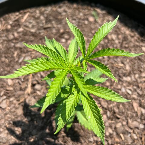 Harambe growlog timeline photo