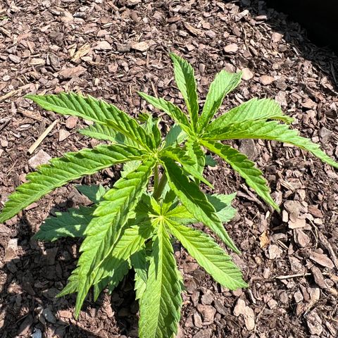 Blue eyes growlog timeline photo