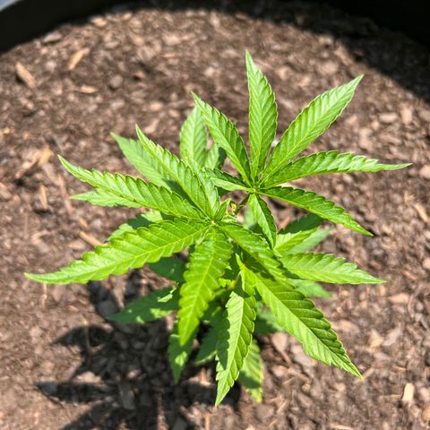 Snoop growlog timeline photo
