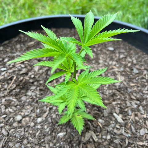 Mulvaney growlog timeline photo