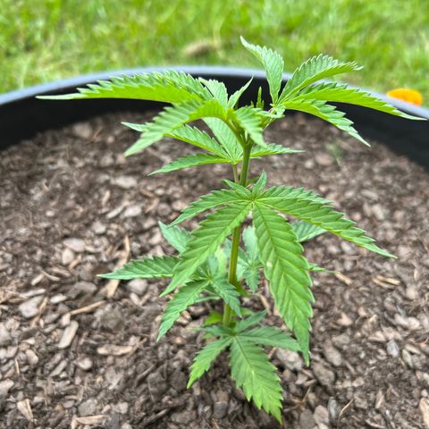 Harambe growlog timeline photo