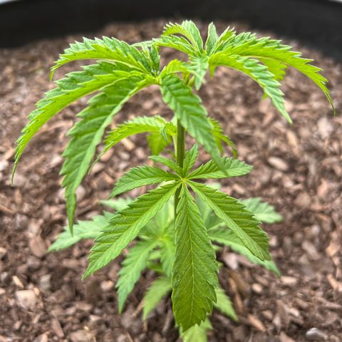 Blue eyes growlog timeline photo