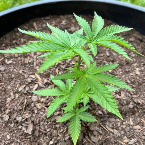 Snoop growlog timeline photo