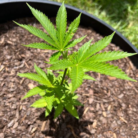 Mulvaney growlog timeline photo