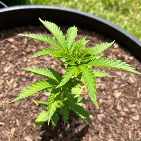 Harambe growlog timeline photo