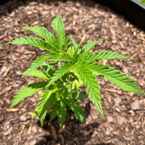 Blue eyes growlog timeline photo