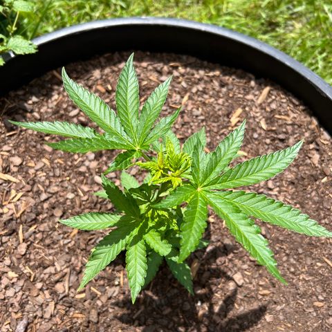Snoop growlog timeline photo