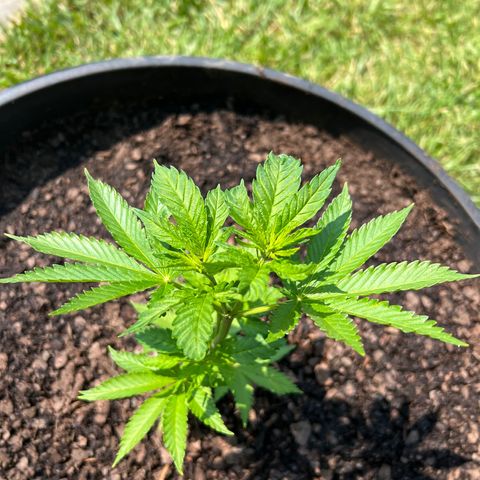 Mulvaney growlog timeline photo