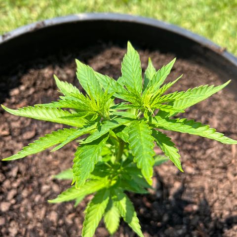 Harambe growlog timeline photo